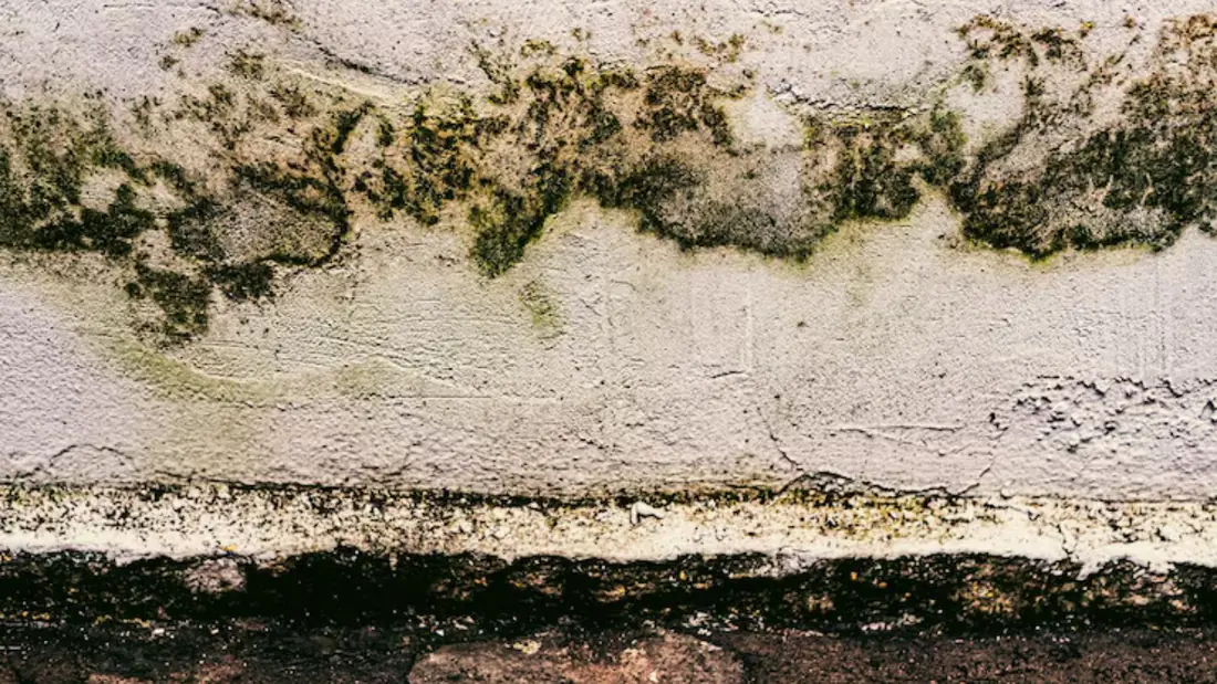 Green and black mold growing along the base of a painted wall