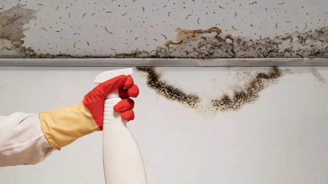 Gloved hand with a spray bottle beside black mold on a wall near the ceiling