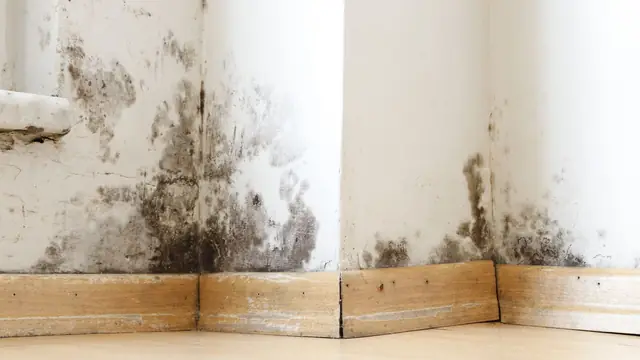 Mold spreading up a corner wall above the baseboard