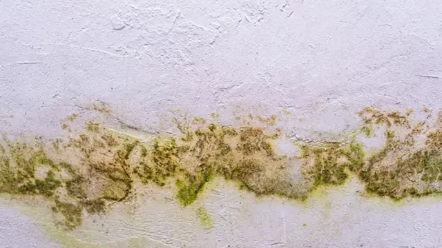 Green and yellow mold growth along a painted wall